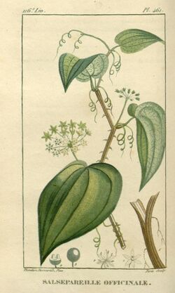 Flore médicale des Antilles, ou, Traité des plantes usuelles (8261802300).jpg