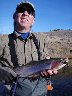 Fly caught rainbow trout Madison River YNP.JPG