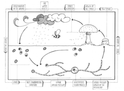 Fungi Sexual reproduction cycle.png