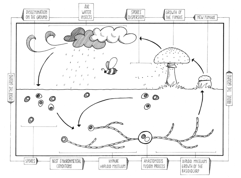File:Fungi Sexual reproduction cycle.png