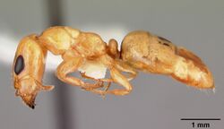 Gesomyrmex howardi casent0102384 profile 1.jpg