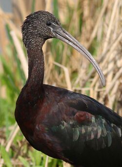 Glossy Ibis, Plegadis falcinellus at Marievale Nature Reserve, Gauteng, South Africa. Marievale is probably the best place to see this bird. (20925981930).jpg