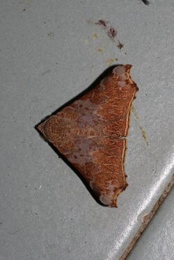 Goniophila excavata (Noctuidae Catocalinae).jpg