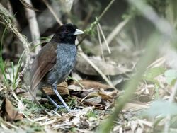 Grallaria carrikeri - Pale-billed Antpitta.jpg