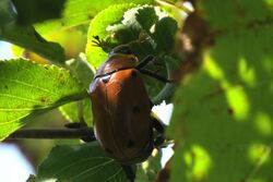 Grapevine Beetle (Pelidnota punctata), Shirleys Bay.jpg