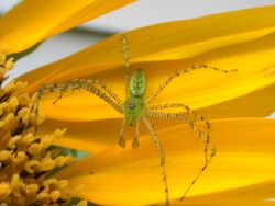 Green Lynx Spider (Male).jpg