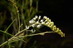 Grevillea kenneallyi.jpg