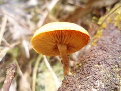 Gymnopilus subtropicus.jpg