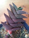 Haworthia nigra - leaf detail 8.jpg