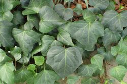 Hedera algeriensis kz01.jpg