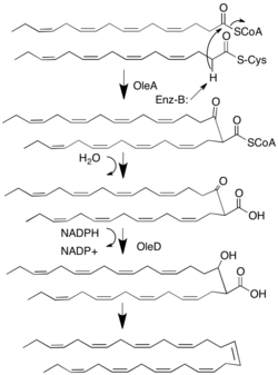 Hentriacontanonaene biosynthetic pathway.png