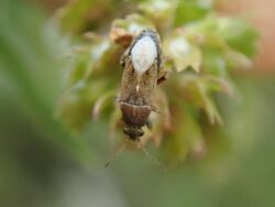 Heterogaster artemisiae 134609870.jpg