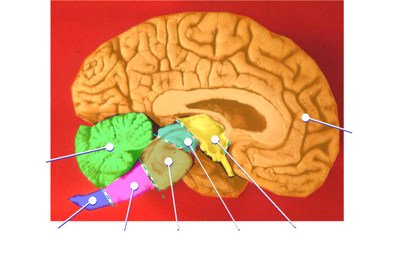 File:Human brain midsagittal cut color.png