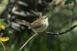 Hunter's Cisticola - KenyaNH8O2433 (16698263634).jpg