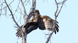 Immature African harrier-hawk (gymnogene), Polyboroides typus, at Ndumo Nature Reserve, KwaZulu-Natal, South Africa (28901676521).jpg