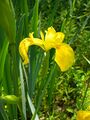 Iris pseudacorus flower.jpg