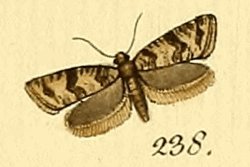 Isotrias hybridana.gif