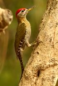Laced Woodpecker 2.jpg