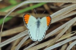 Large orange tip (Colotis antevippe antevippe) male 2.jpg