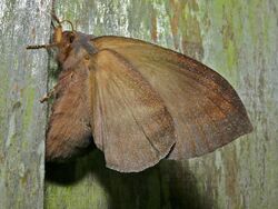 Lasiocampid Moth (Kunugia latipennis) female laying eggs (7846424892).jpg