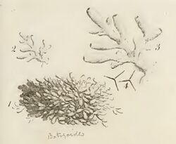 Leucosolenia Botryoides.jpg