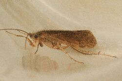 Limnephilus concolor 01.jpg