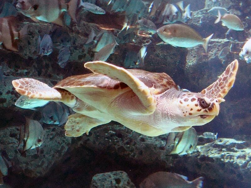 File:Loggerhead Sea Turtle.jpg