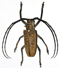 Longhorn Beetle (Batocera rufomaculata) (8540061908).jpg