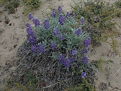 Lupinus kuschei.jpg