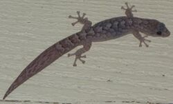 lizard with abrupt change in tail pattern