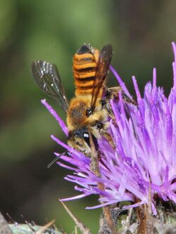 Megachile melanopyga 1.jpg