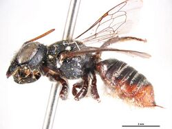 Megachile paracallida f.jpg