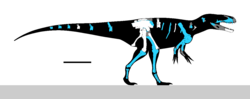 Megalosaurus 5.svg