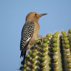 Melanerpes uropygialis Tucson AZ.jpg