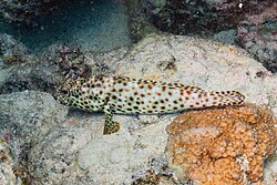 Mero crestado gris (Epinephelus tauvina), mar Rojo, Egipto, 2023-04-14, DD 23.jpg