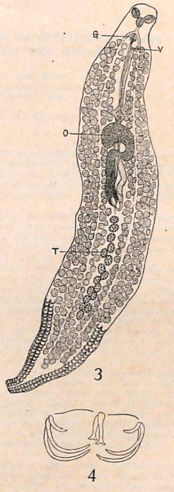 Microcotyle mouwoi in Ishii & Sawada 1938 Studies of ectoparasitic trematodes.png