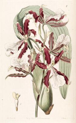 Miltonia cuneata - Edwards vol 31 (NS 8) pl 8 (1845).jpg