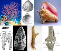 Mineralized Tissues.JPG