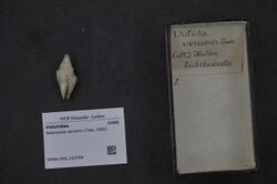 Naturalis Biodiversity Center - RMNH.MOL.210768 - Notovoluta verconis (Tate, 1892) - Volutidae - Mollusc shell.jpeg