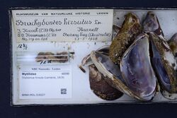 Naturalis Biodiversity Center - RMNH.MOL.316227 - Trichomya hirsuta (Lamarck, 1819) - Mytilidae - Mollusc shell.jpeg