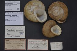 Naturalis Biodiversity Center - ZMA.MOLL.397186 - Polydontes imperator (Denys de Montfort, 1810) - Pleurodontidae - Mollusc shell.jpeg
