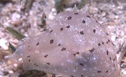 NotarchusPunctatusSeaSlug.jpg