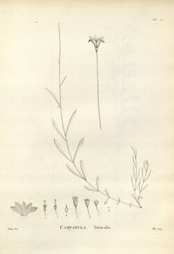 Novæ Hollandiæ plantarum specimen (Tab. 070) (8224161782).jpg