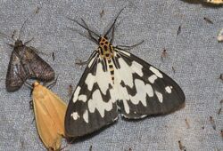 Nyctemera ludekingii (Erebidae- Arctiinae- Arctiini) (22836794042).jpg