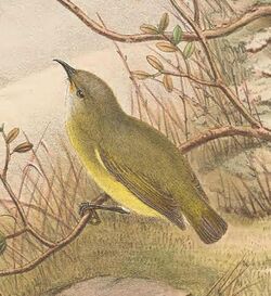 Oedistoma pygmaeum - The Birds of New Guinea (cropped).jpg