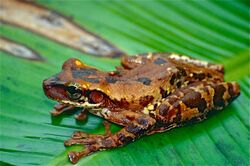 Oophagous Slender-legged Treefrog (Osteocephalus oophagus) (10347171843).jpg
