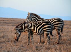 Burchell's zebra pair