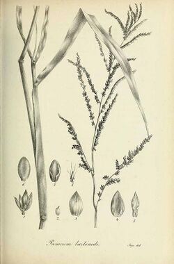 Panicum barbinode - Species graminum - Volume 3.jpg
