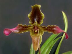 Paphiopedilum hirsutissimum.jpg