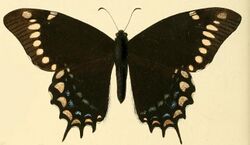 Papilio warscewiczii.JPG
